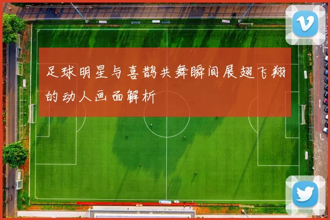 足球明星与喜鹊共舞瞬间展翅飞翔的动人画面解析